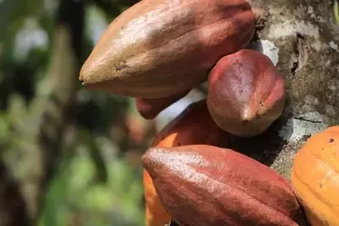 cocoashades