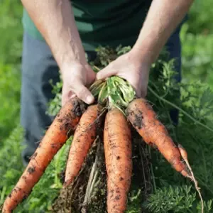 Sveže ubrana šargarepa prekrivena zemljom u rukama osobe koja stoji na zelenom povrtnjaku.